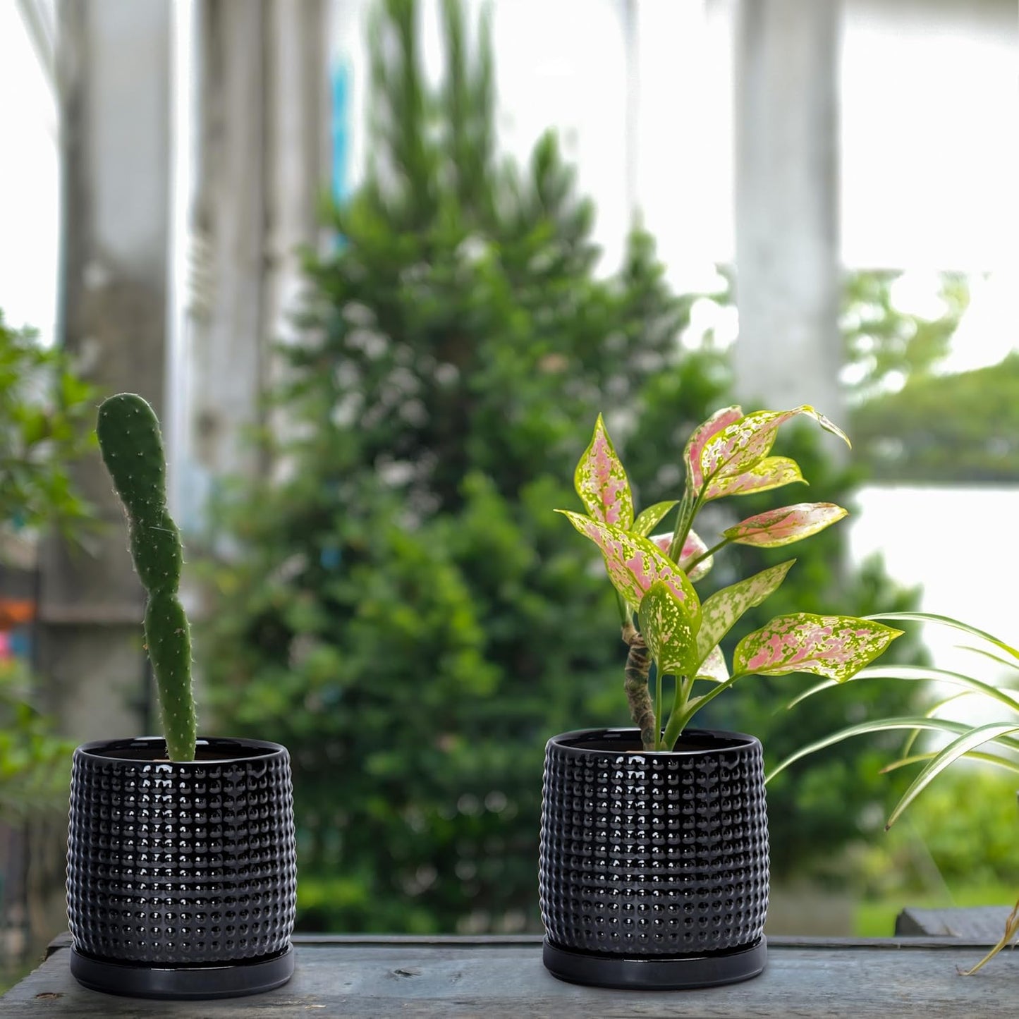 D'vine Dev Set of 2 Ceramic Plants Pots, 4 Inch Beaded Stoneware Flower Pot for Plants with Drainage Hole and Saucer, Glossy Black, 27-E-Z-2