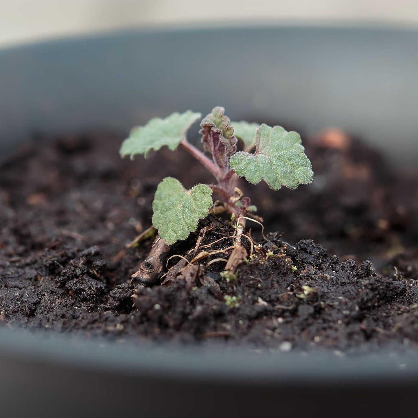 Seed Needs, Catmint Seeds for Cats - 600 Heirloom Seeds for Planting Nepeta mussinii - Perennial Flowering Medicinal Herb Non-GMO & Untreated (5 Packs)
