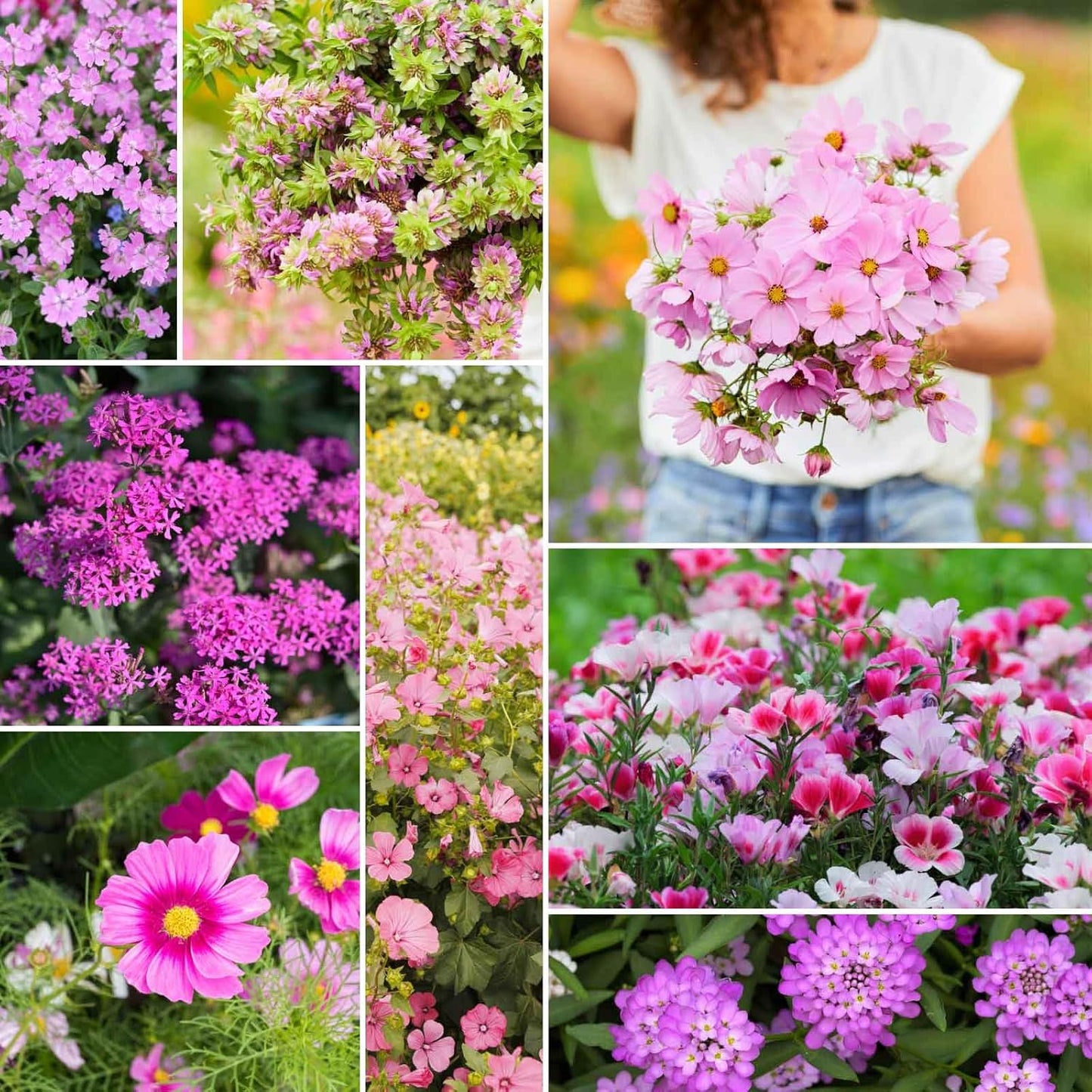 Eden Brothers Pretty in Pink Wildflower Mixed Seeds for Planting, 5 lb, 2,400,000+ Seeds with Candytuft, Rose Mallow | Attracts Pollinators, Plant in Spring or Fall, Zones 3, 4, 5, 6, 7, 8, 9, 10