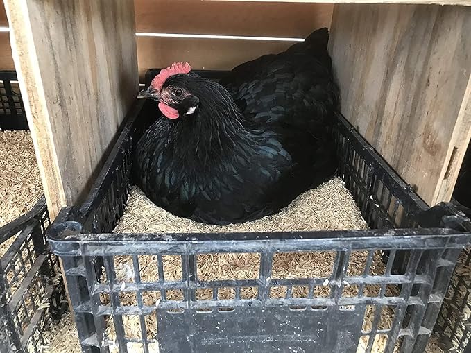 Natural Rice Hulls - Eco-Friendly Mulch and Soil Amendment for House Plants and Chicken Bedding - 1 Quart