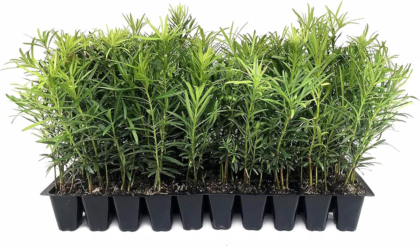 Podocarpus Macrophyllus Japanese Yew | 60 Live Plants | Podocarpus macrophyllus | Privacy Hedge Shrub | Evergreen Landscaping Plants for Gardens & Borders