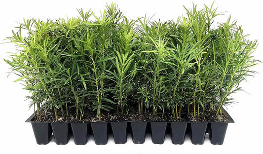 Podocarpus Macrophyllus Japanese Yew | 60 Live Plants | Podocarpus macrophyllus | Privacy Hedge Shrub | Evergreen Landscaping Plants for Gardens & Borders