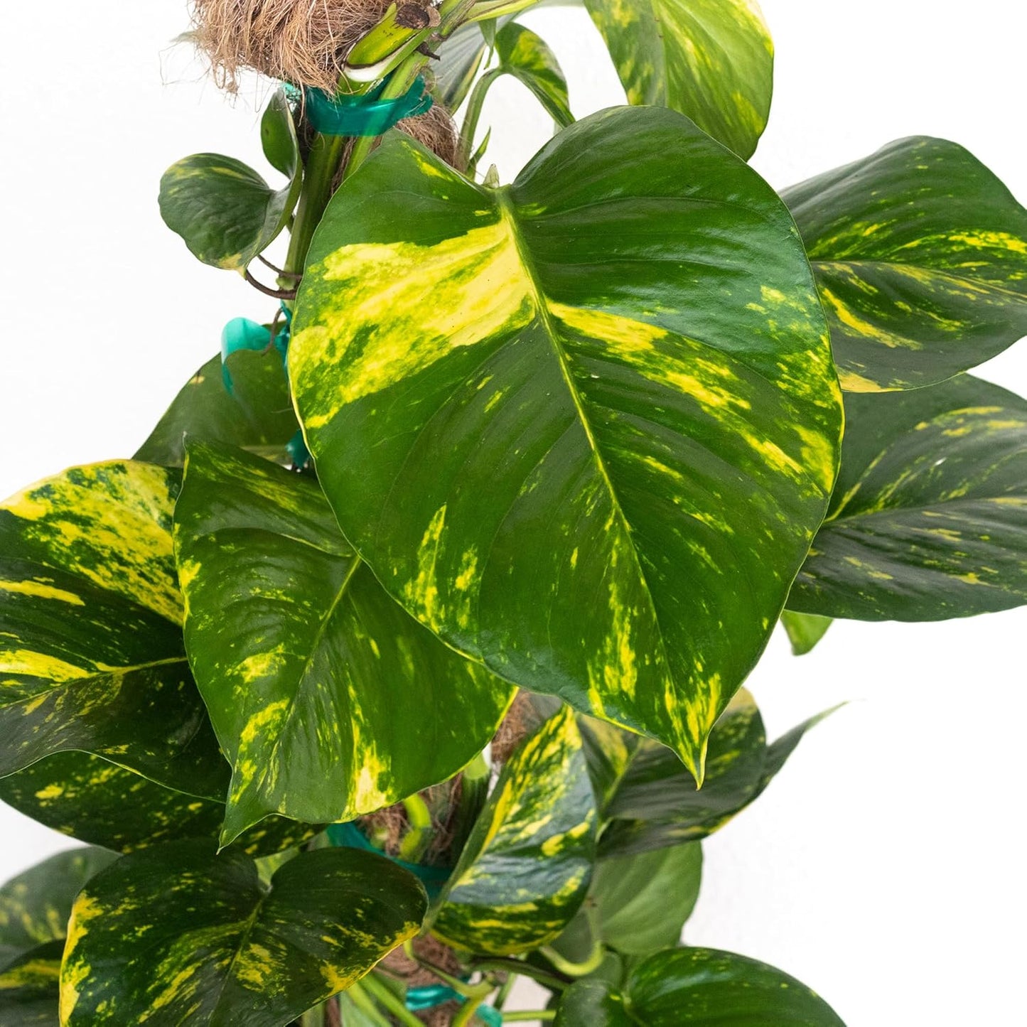 United Nursery Golden Pothos Totem – 10-Inch Pot – 38–42” Tall – Indoor Climbing Houseplant with Heart-Shaped Variegated Leaves – Easy-Care, Air-Purifying Tropical Plant for Home or Office Decor
