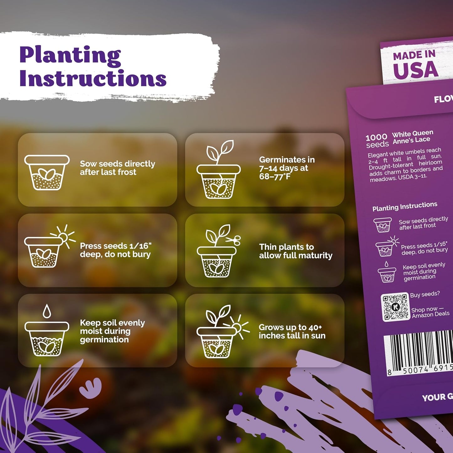 KVITER 1000 White Queen Anne's Lace Seeds (Ammi Majus) – Bishop Flower, Heirloom, Non GMO & Organic Wildflower, False Queen Annes Lace – Pollinator-Friendly Flower Seeds to Plant Outside in any Garden