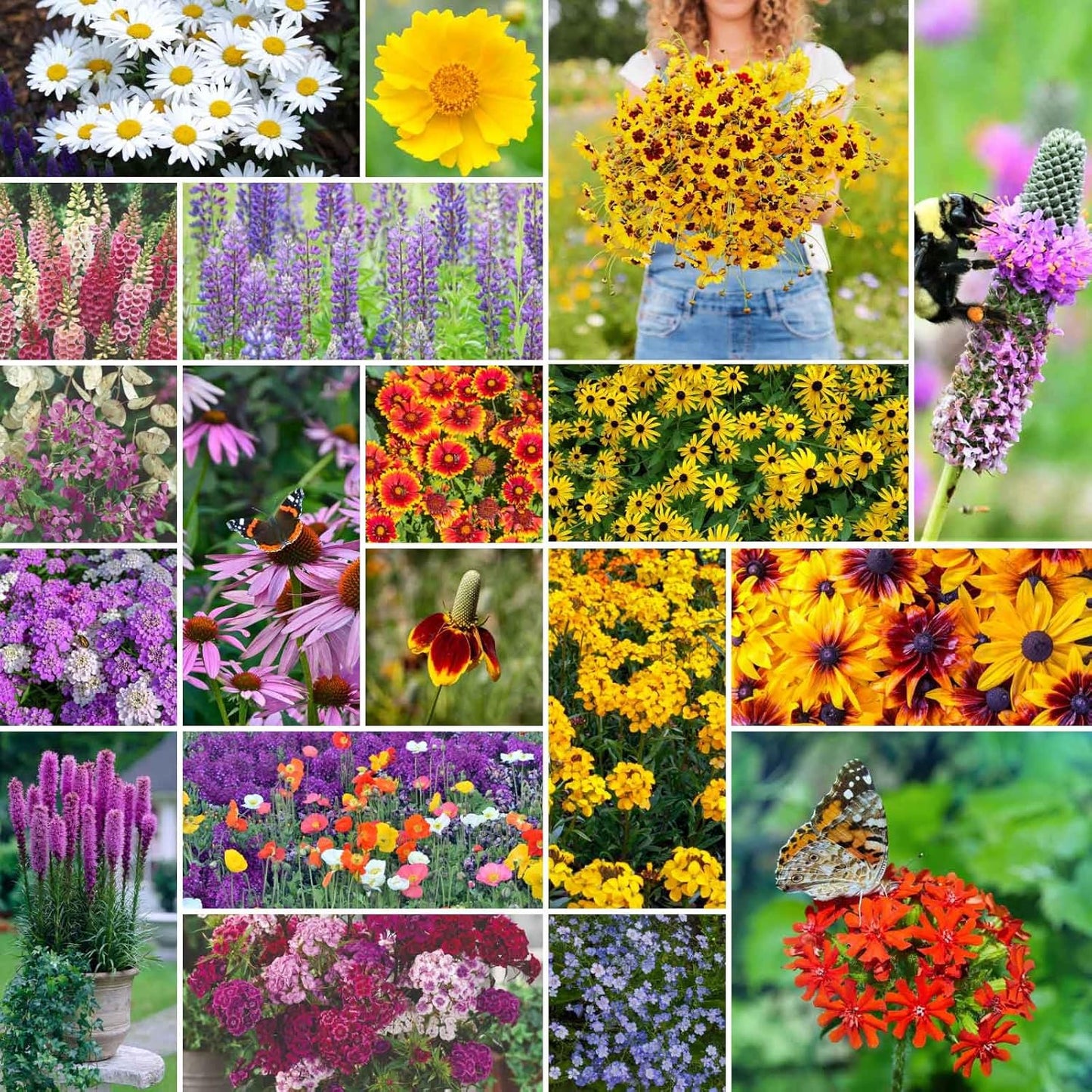 Eden Brothers All Perennial Wildflower Mixed Seeds for Planting, 25 lb, 12,000,000+ Seeds with Lupine, Shasta Daisy | Attracts Pollinators, Plant in Spring or Fall, Zones 3, 4, 5, 6, 7, 8, 9, 10