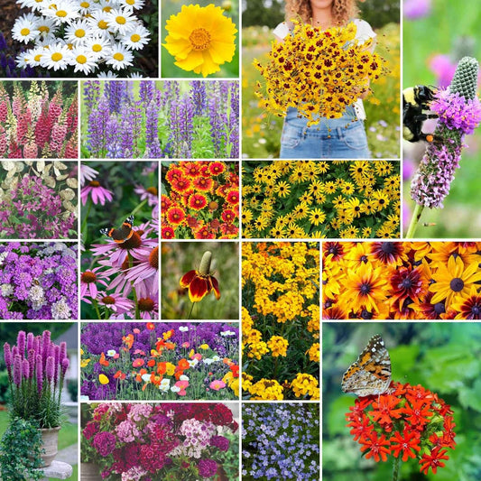 Eden Brothers All Perennial Wildflower Mixed Seeds for Planting, 1 lb, 480,000+ Seeds with Lupine, Shasta Daisy | Attracts Pollinators, Plant in Spring or Fall, Zones 3, 4, 5, 6, 7, 8, 9, 10