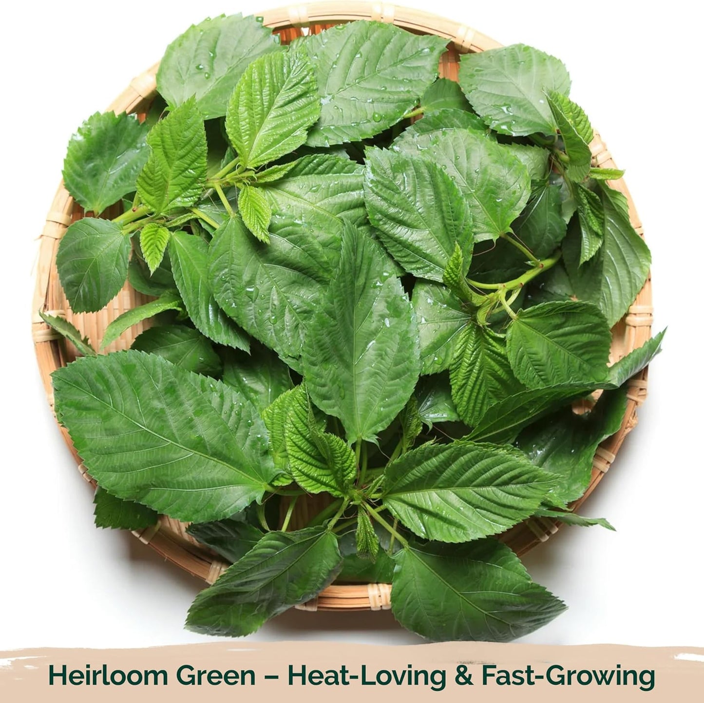 KVITER 3000 Egyptian Spinach Seeds - Molokhia (Corchorus Olitorius) – Jute Leaves, Ewedu, Rau Day, Saluyot Vegetable Seed – Non GMO & Heirloom Vegetable Seeds for Planting Outdoors & Indoors