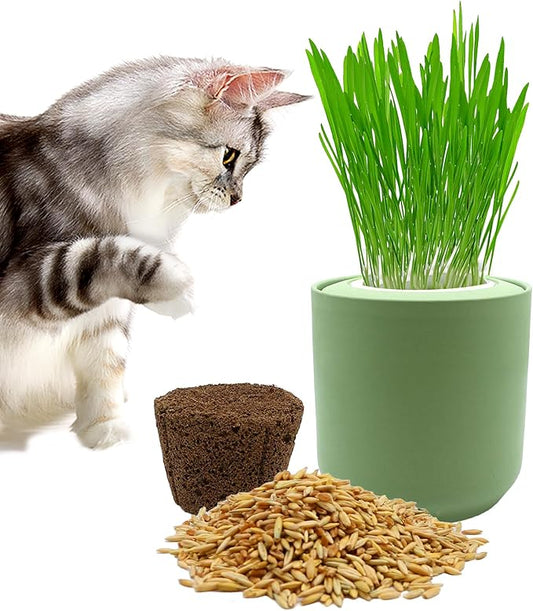 Ceramic Pot Cat Grass for Indoor Cats with Organic Cat Grass Seed Mix – Safe Pet Grass for Cats and Small Pets | Easy-to-Grow Indoor Garden for Pet Digestion (Green)