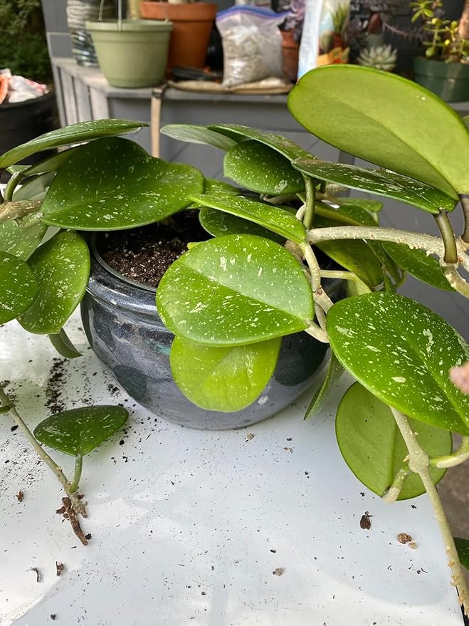 Hoya Plant Premium Potting Mix - 3 Quart - Optimal Balance for Thriving Hoyas: Air, Moisture, and Nutrient Retention