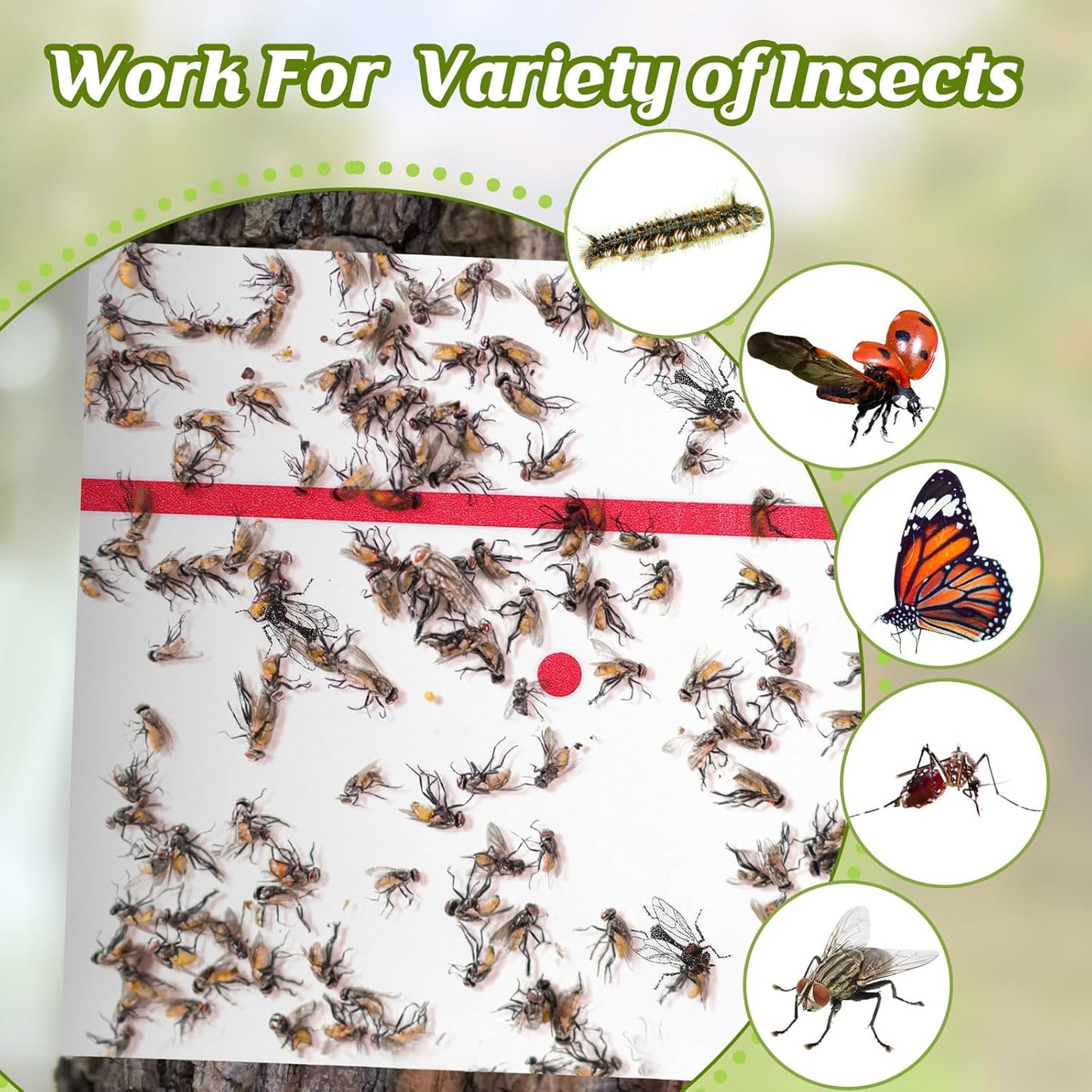 Qualirey 6 Rolls Spotted Lantern Fly Traps 30 Feet Each Roll Fly Tree Trap Sticky Strips Outdoor Fruit Glue Strips Disposable Tape Indoor Paper Sheets for Protecting Trees(White)