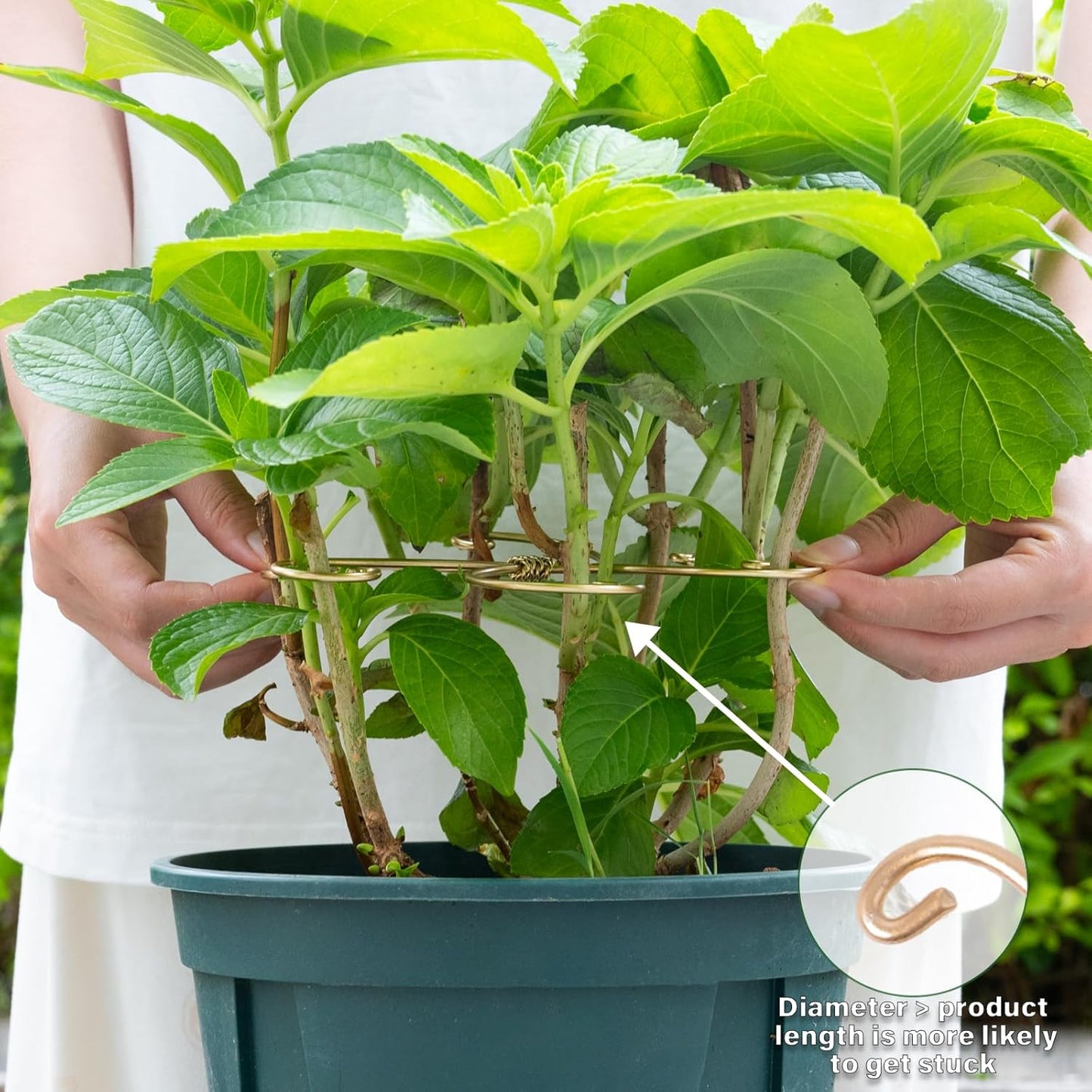 5PCS 7.5 Inch Monstera Plant Stem Support Hook - Premium Metal Structure for Indoor Plants, Durable and Elegant Stem Holder with Soft Touch Clips for Stable Growth