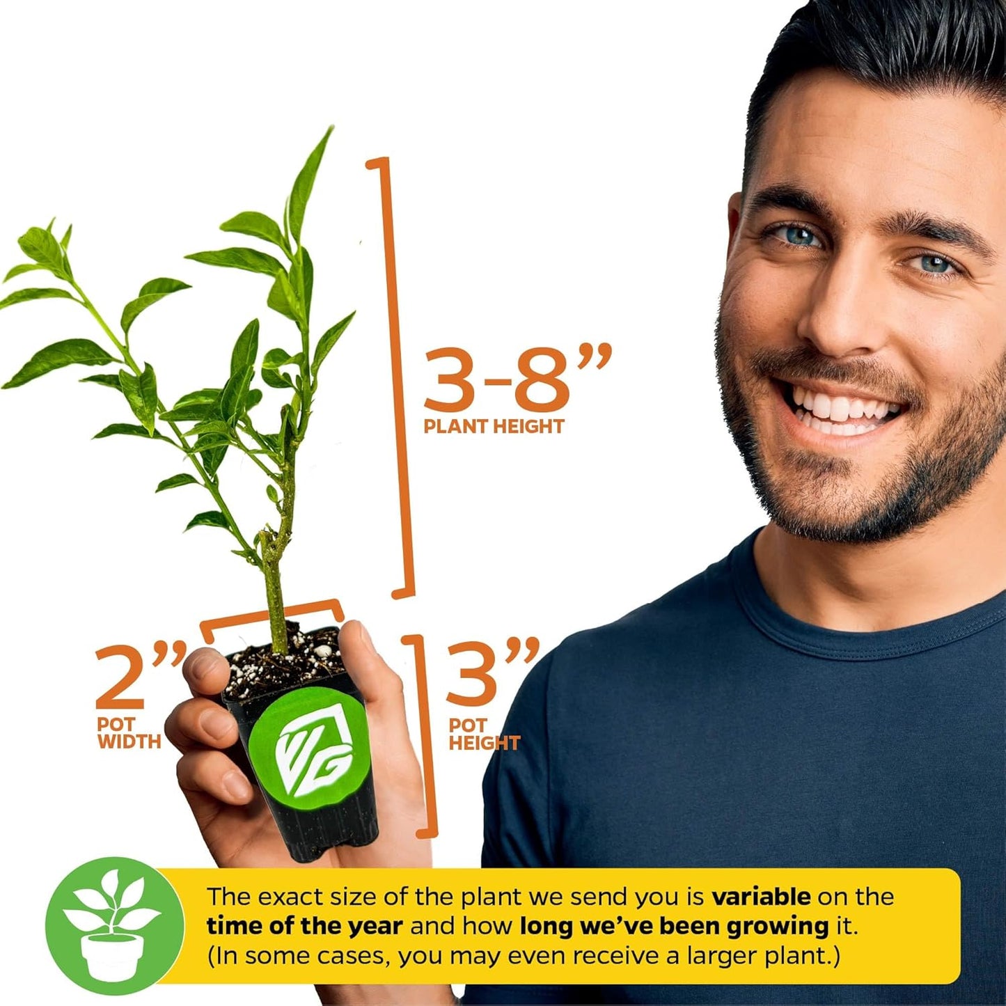 Grand Duke of Tuscany (Arabian Jasmine) - Jasminum sambac by Wellspring Gardens - Starter Plant - Fragrant Large Blooms, Grow Outdoors on Patio or Indoors in a Pot