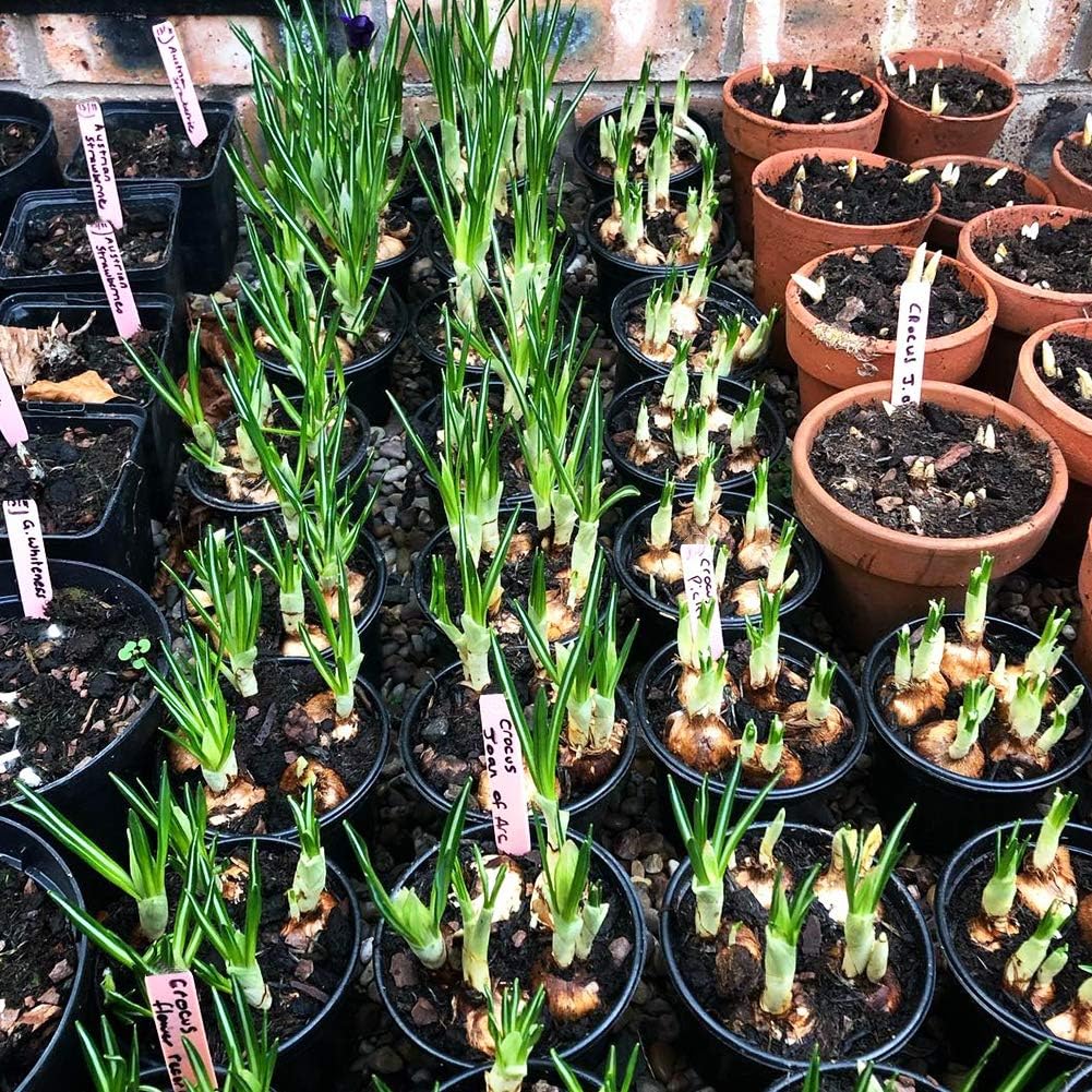 Zkptops 50Pcs Wooden Plant Labels Plant Tags 6 Inch Garden Plants Markers Waterproof Seed Labels Markers Sticks Outdoor Garden Label Stakes Sign Wooden Plants Name Tags for Seedling Vegetables Flower