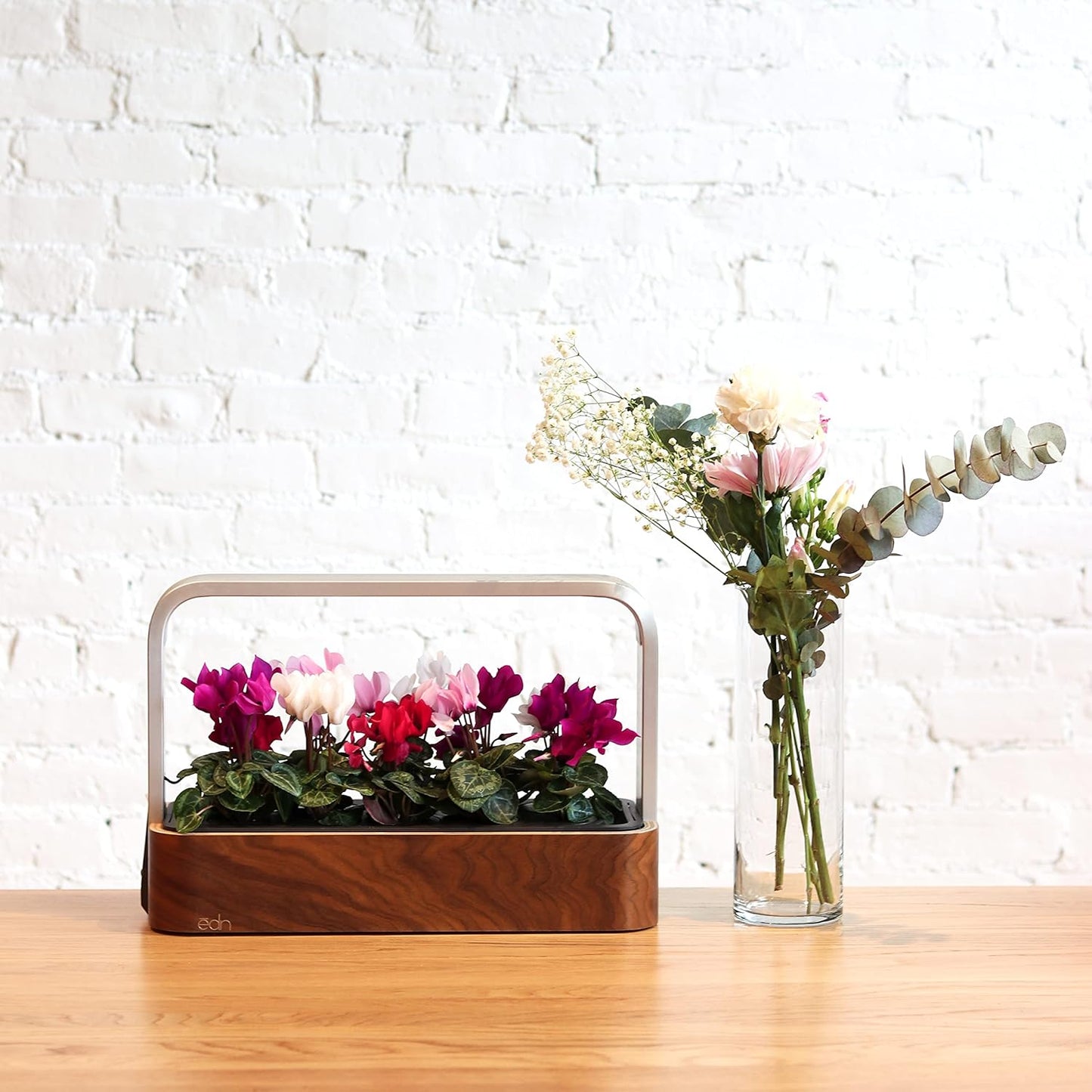 SmallGarden with Basil SeedPods, Indoor Grow Smart Garden for iOS Devices - Fresh Home Grown Herbs, Plants and Flowers - Grow up to 10 Different Plants at Once