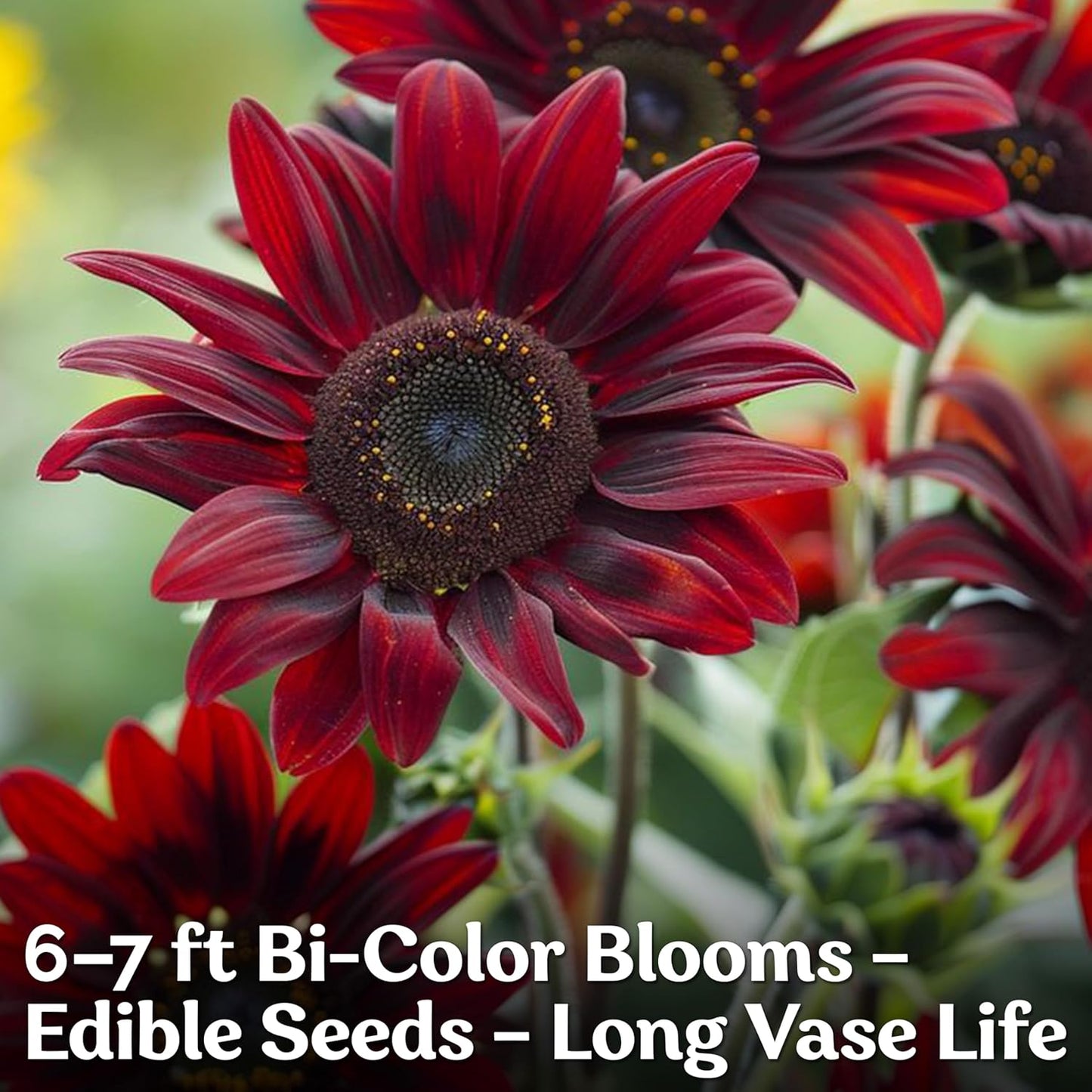 KVITER 75 Chocolate Cherry Sunflower Seeds to Plant (Helianthus annuus) – Heirloom Seed Non GMO Organic Sunflowers Variety, Long Vase-Life Blooms – Flower Seeds for Planting in Home Garden