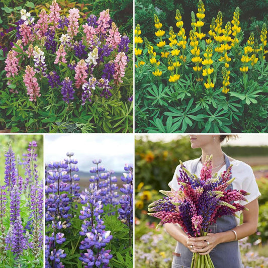 Eden Brothers Lupine Flower Mixed Seeds for Planting, 1/4 lb, 120,000+ Seeds with Russell, Arroyo, Yellow, Sky Lupine | Attracts Pollinators, Plant in Spring or Fall, Zones 3, 4, 5, 6, 7, 8, 9, 10