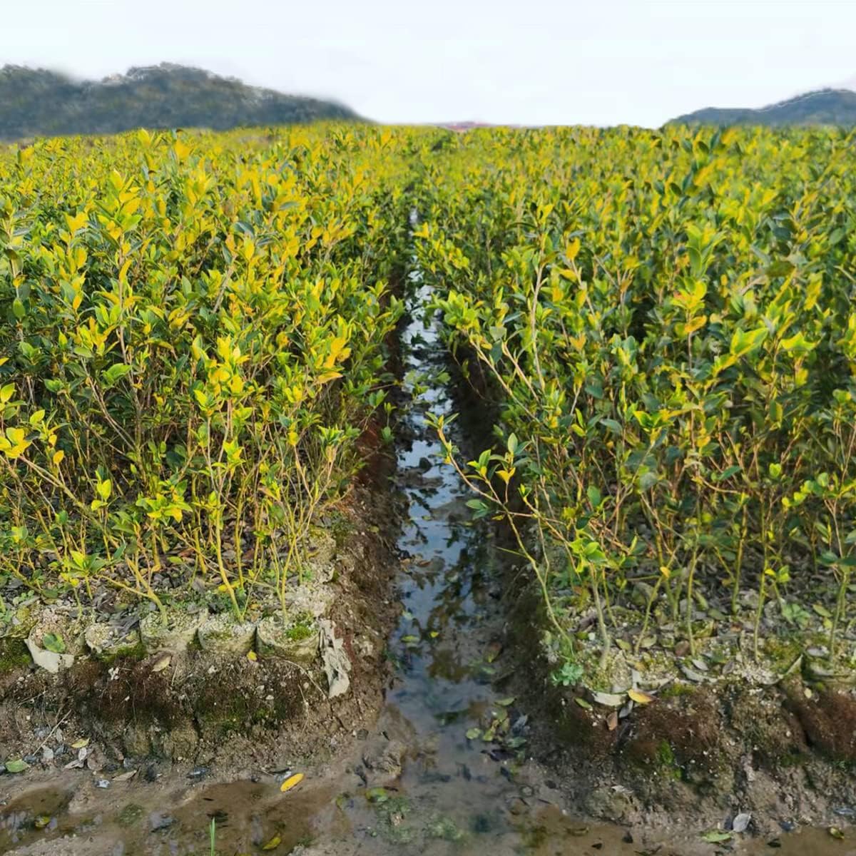 gardtree Plant Nursery Bags 11.7” x 13.5” 100PCS, Non-Woven Biodegradable Plant Grow Bags Fabric Seedling Starter for Vegetable Flower Fruit Saplings Tree, Home Garden Supply