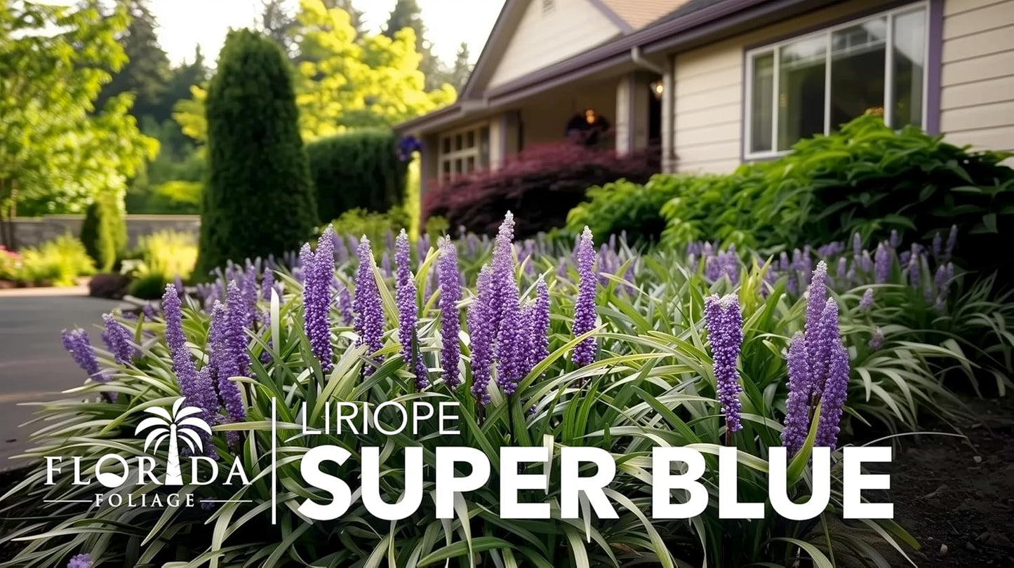 Super Blue | 20 Live Plants | Liriope Muscari | Ground Cover Plant, Ornamental Grass, Drought Tolerant, Low Maintenance, Evergreen Foliage, Purple Flower Spikes, Shade Garden Favorite, Easy to Grow