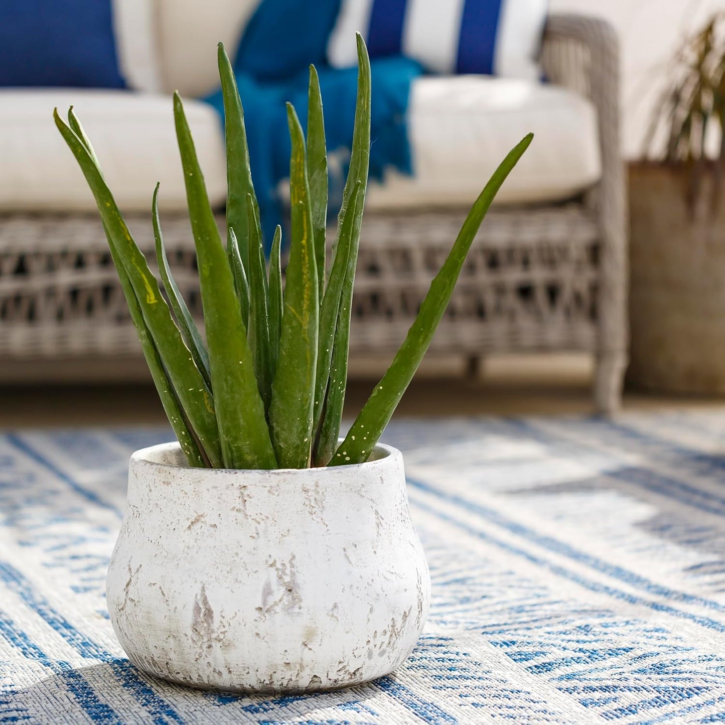 Mark&Day Planters, Zlataritsa Traditional Taupe Planter, Decorative Home Decor Accents for Living Room Bedroom Kitchen Office (8" H x 12" W x 12" D)