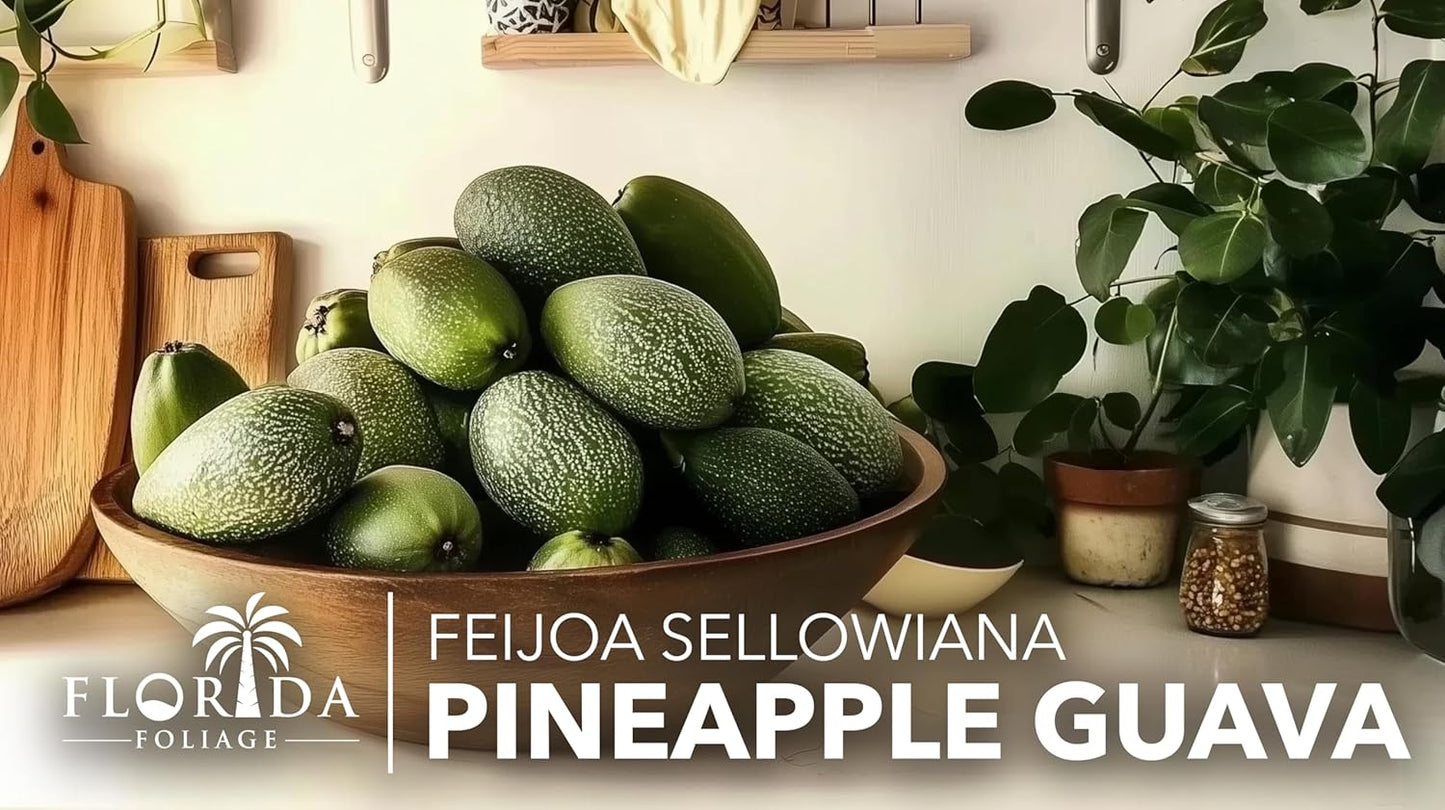 Pineapple Guava - 3 Live Plants - Feijoa Sellowiana - Edible Fruit and Flowering Foliage
