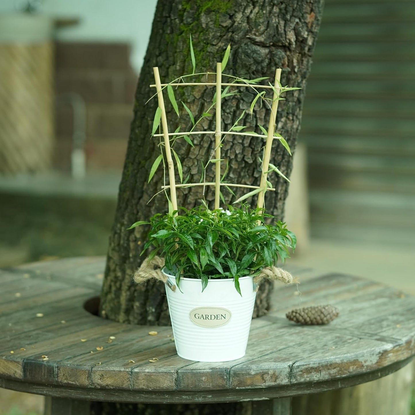 Natural Bamboo Trellis 16inch for Climbing Plants 6 Pack - Plant Ladder Trellis with Garden Ties, Outdoor Decorative Plant Support Stakes for Vines Flowers Vegetables (Fan-Shape)