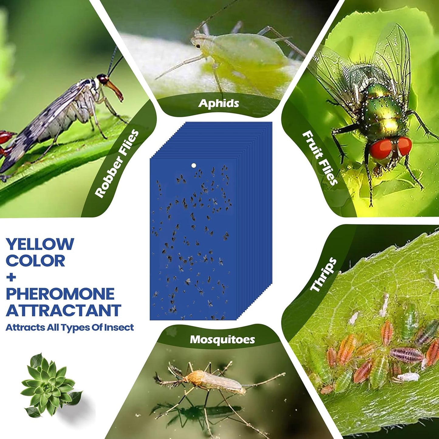 Qualirey 100 Pcs 7.87 x 3.9 Inch Sticky Traps for Plant Double Sided Sticky Trap for Gnats with Twist Ties Fly Traps for Fruit Insect Fungus Bugs Indoor Outdoor(Blue)