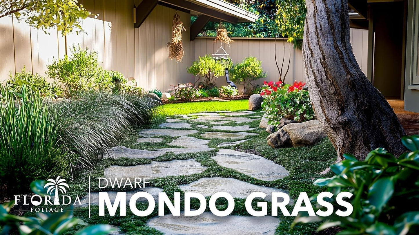 Dwarf Mondo Grass | 10 Live Plants | Japonicus Nanus | Shade Loving Evergreen Lilyturf Groundcover