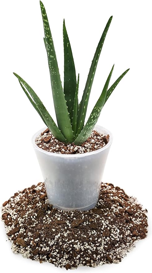 Premium Aloe Vera Potting Soil Mix - (4 Quart Bag)