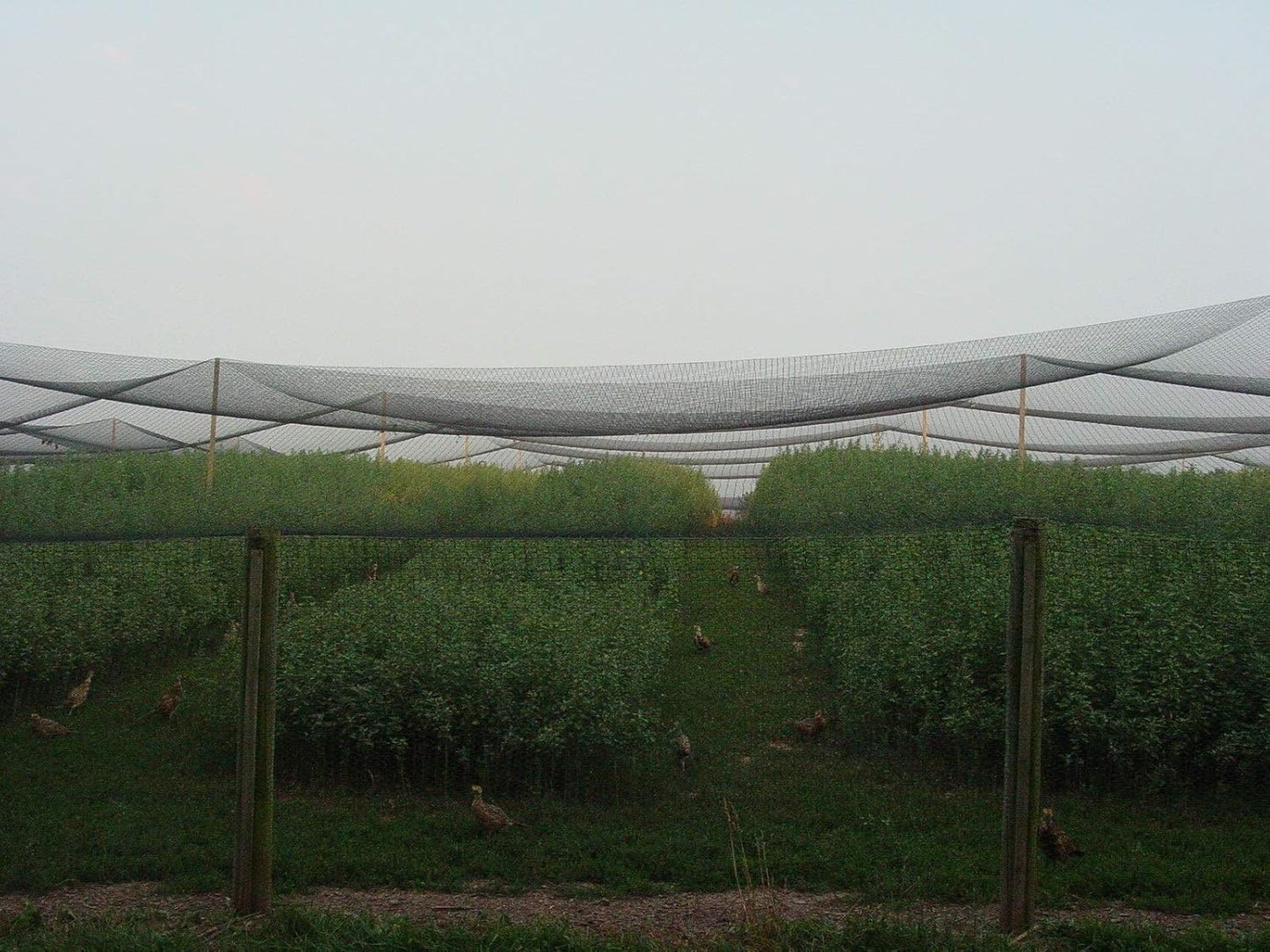 Excursions Aviary Netting 1" Heavy Knotted Poultry Net (25' x 100')