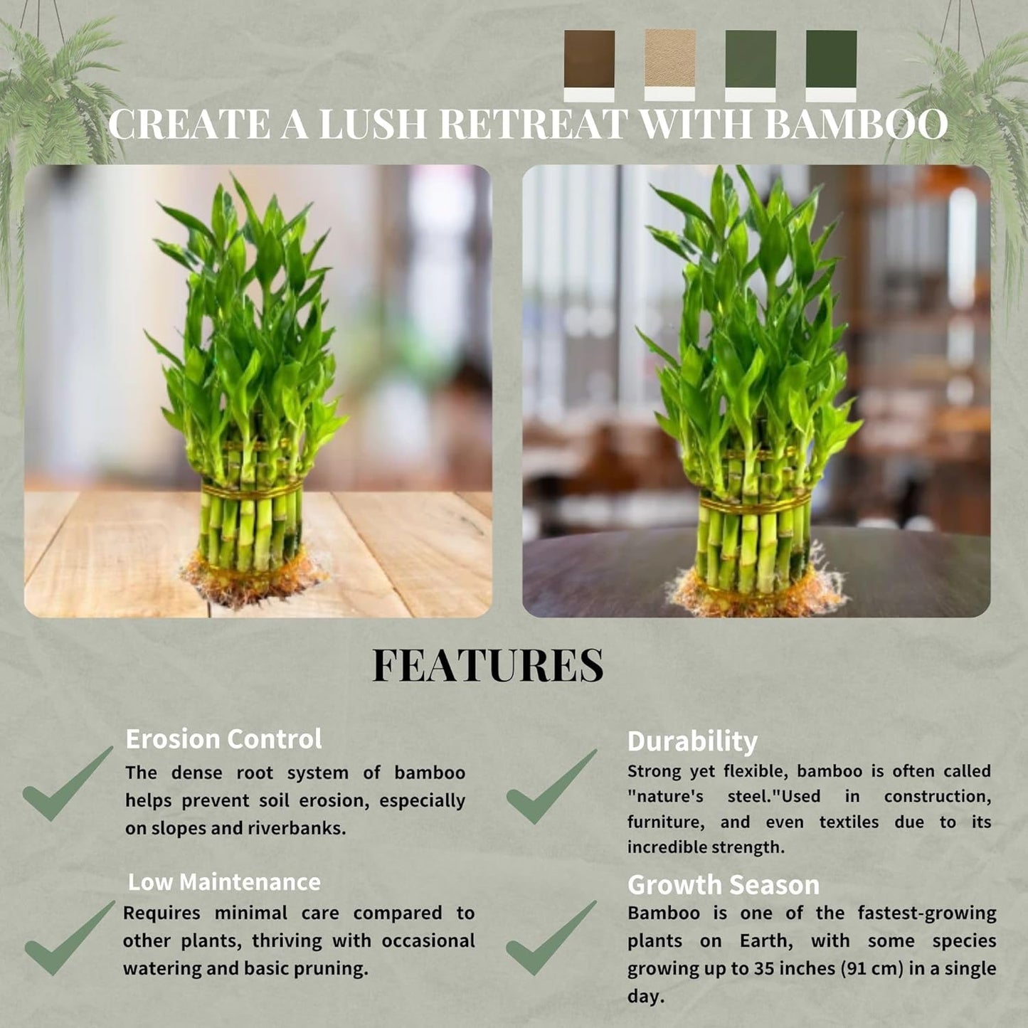 Live Two Tier Lucky Bamboo Plant - Bundle of 15 Stalks - Easy to Grow, Air Purifying, Live Indoor Houseplants Flowers for Home Office Wedding Decor & Giftable