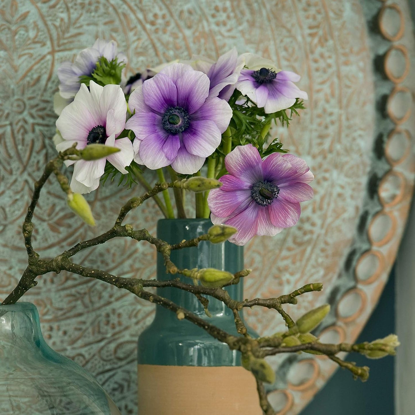 Easy to Grow Anemone Monarch de Caen Mix 60 Plant Bulbs - Blue Pink Purple Red Flowers in Spring, Full Sun Outdoor Zones 8-10