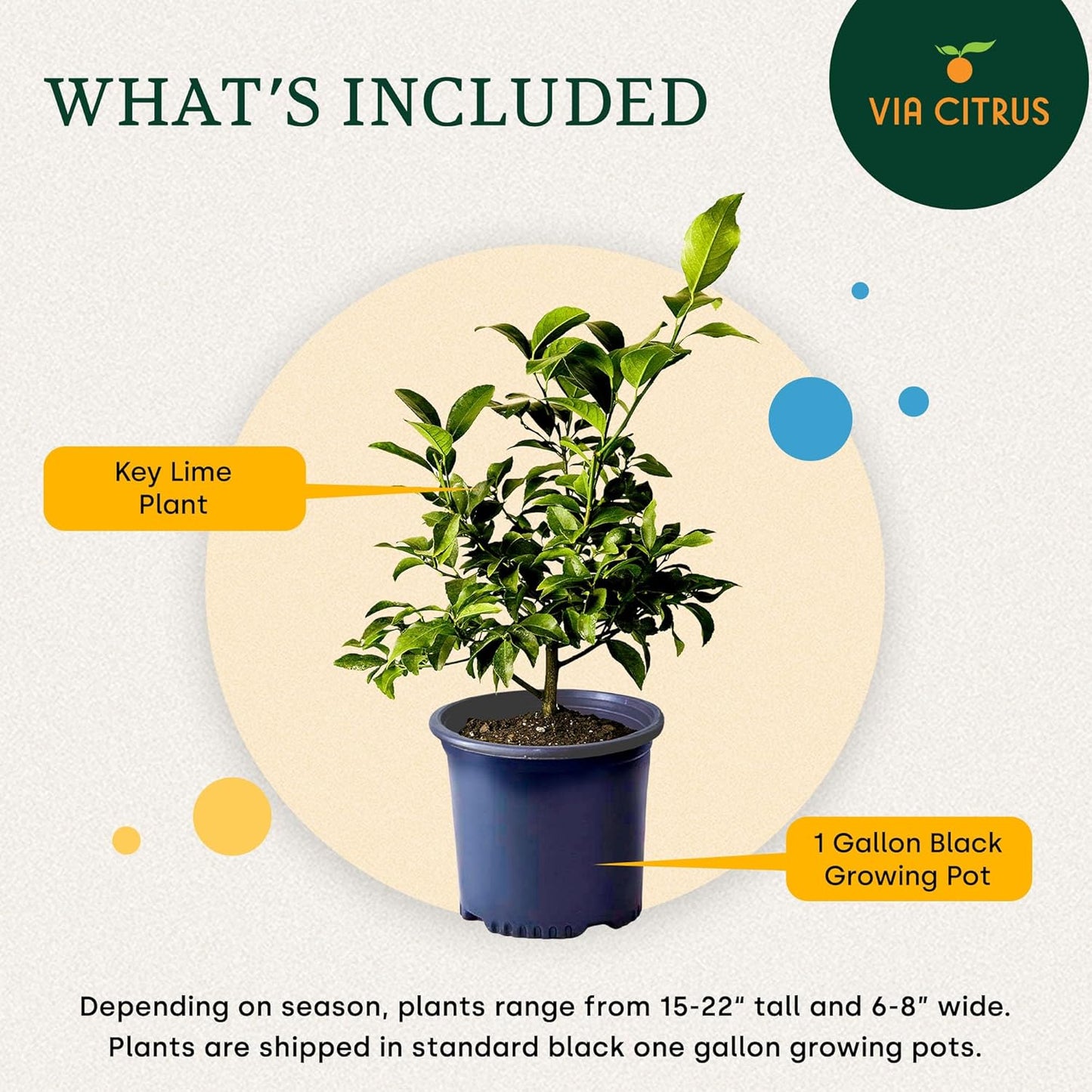 Key Lime Live Tree Indoor Plants Outdoor 18-22" Tall - Fruit Trees, Key Limes Tree Outdoor Patio Cannot Ship: CA/AZ/TX/LA – Potted Indoor Fruit Trees Live Plants, Plant Lover Gifts by Via Citrus