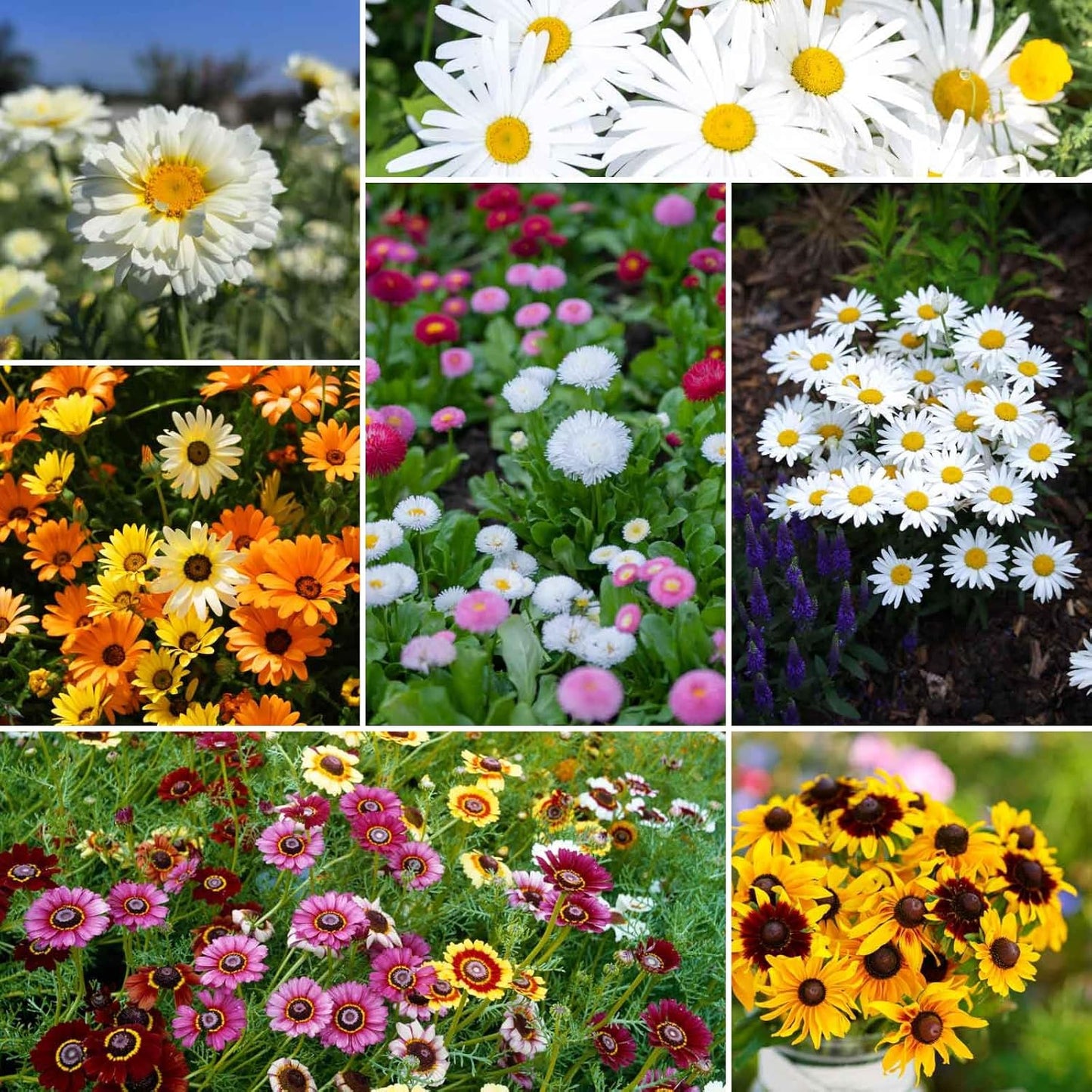 Eden Brothers Daisy Crazy Flower Mixed Seeds for Planting, 1/4 lb, 120,000+ Seeds with Creeping, Painted, Yellow Daisy | Attracts Pollinators, Plant in Spring or Fall, Zones 3, 4, 5, 6, 7, 8, 9, 10