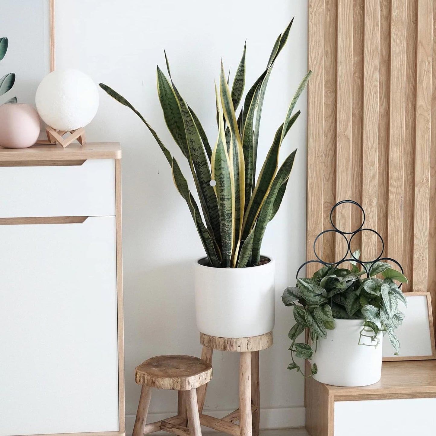 4 Pack Plant Trellis Indoor 15.7 Inch for climbing plants indoor Small Garden Trellis for Potted Plant Support Metal Wire Stackable Trellis Houseplant for Monstera Vines Lvy Pothos Accessorie(4 black)