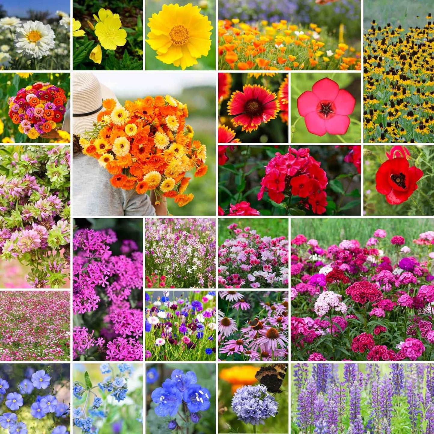 Eden Brothers Heirloom Flower Mixed Seeds for Planting, 5 lb, 2,400,000+ Seeds with Zinnia, Toadflax, Evening Primrose | Attracts Pollinators, Plant in Spring or Fall, Zones 3, 4, 5, 6, 7, 8, 9, 10
