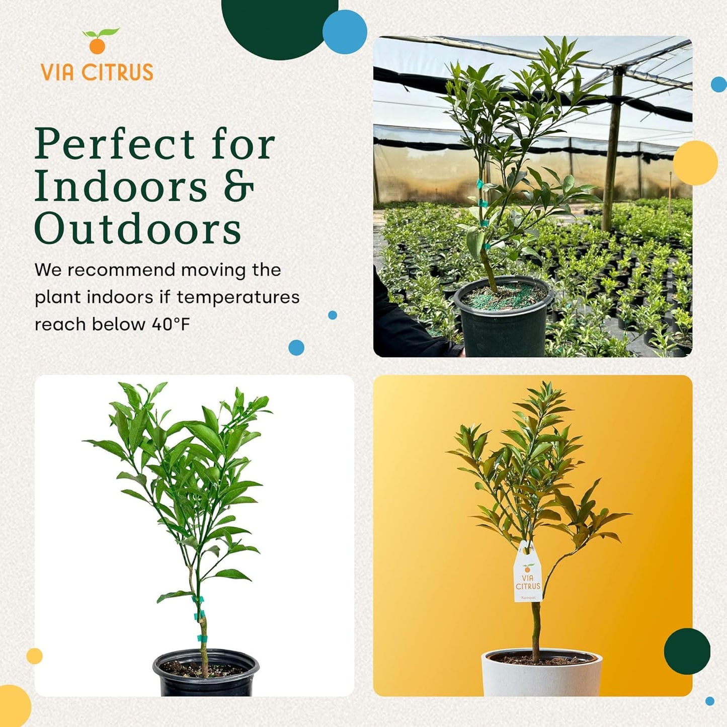 Grafted Kumquat Live Tree Plants Outdoor Plant 14-18" Tall - Sweet Kumquat Fruiting Tree Cannot Ship: CA, AZ, TX, LA, Dwarf Fruit Trees, Indoor Fruit Trees Live Plants, Kumquats Plant by Via Citrus