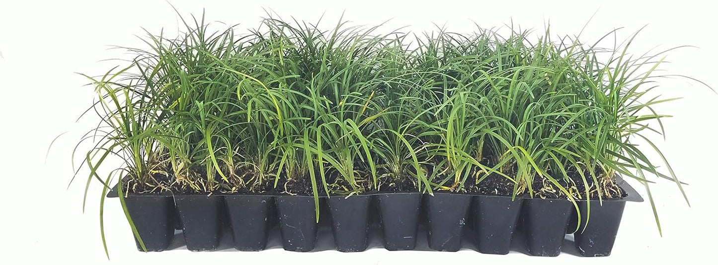 Mondo Grass - 10 Live Plants - Ophiopogon Japonicus - Shade Loving Evergreen Groundcover