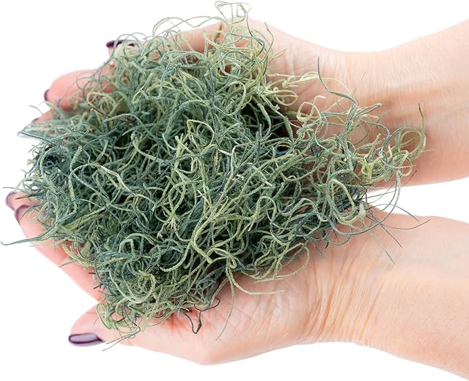 Premium Spanish Moss in Basil| Natural Preserved - Great Ground Cover - Filler for Potted Plants - by GARDENERA - 4 Quart Bag