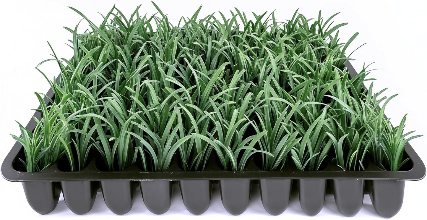 Dwarf Mondo Grass | 30 Live Plants | Ophiopogon Japonicus Nana | Lush Ground Cover | Shade Loving Low Maintenance Garden Solution | Ideal for Landscaping and Borders | Hardy and Evergreen