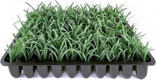 Dwarf Mondo Grass | 30 Live Plants | Ophiopogon Japonicus Nana | Lush Ground Cover | Shade Loving Low Maintenance Garden Solution | Ideal for Landscaping and Borders | Hardy and Evergreen
