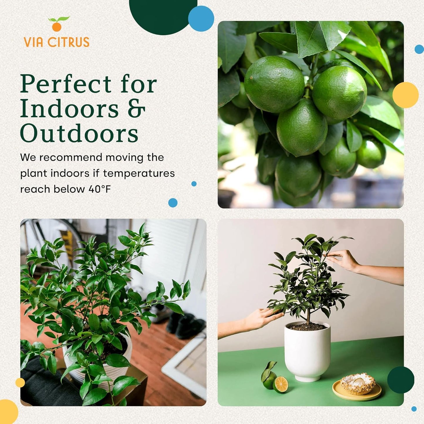 Key Lime Live Tree Indoor Plants Outdoor 18-22" Tall - Fruit Trees, Key Limes Tree Outdoor Patio Cannot Ship: CA/AZ/TX/LA – Potted Indoor Fruit Trees Live Plants, Plant Lover Gifts by Via Citrus