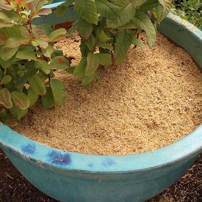 Natural Rice Hulls - Eco-Friendly Mulch and Soil Amendment for House Plants and Chicken Bedding - 1 Quart