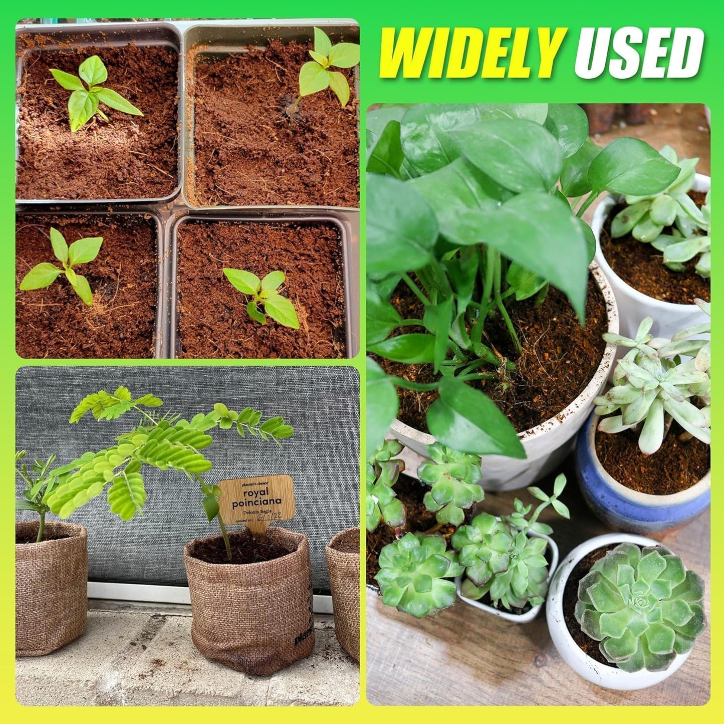 Coco Coir Brick for Plants-12 Pack Premium Coconut Bricks, 100% Organic Peat Moss, Fiber Coconut Husk for Planting, Gardening, Potting Soil Substrate