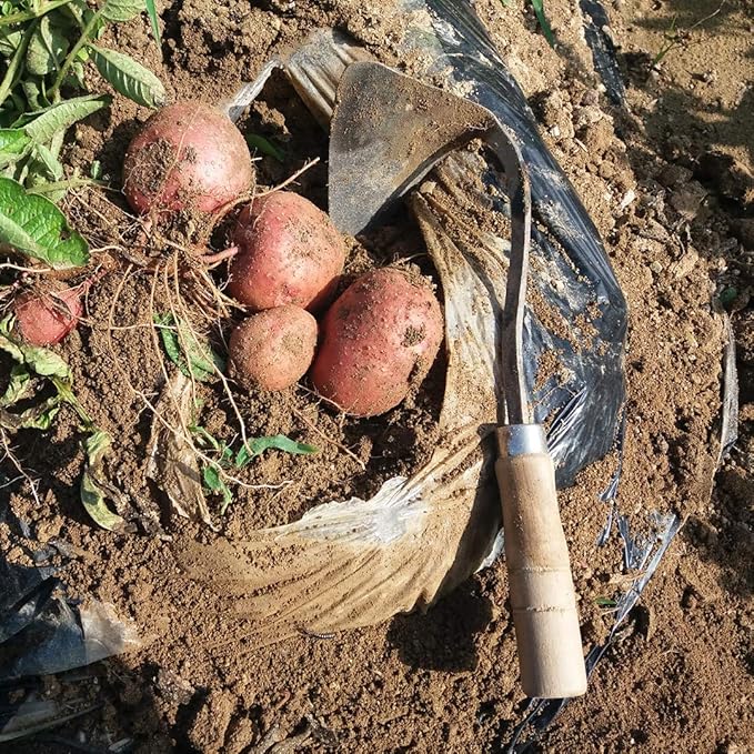 Premium Forged Gardening Hand Plow Hoe, Korean Daejanggan Style Ho-Mi(Weeding Sickle) for EZ Digger Tools 1 Pack