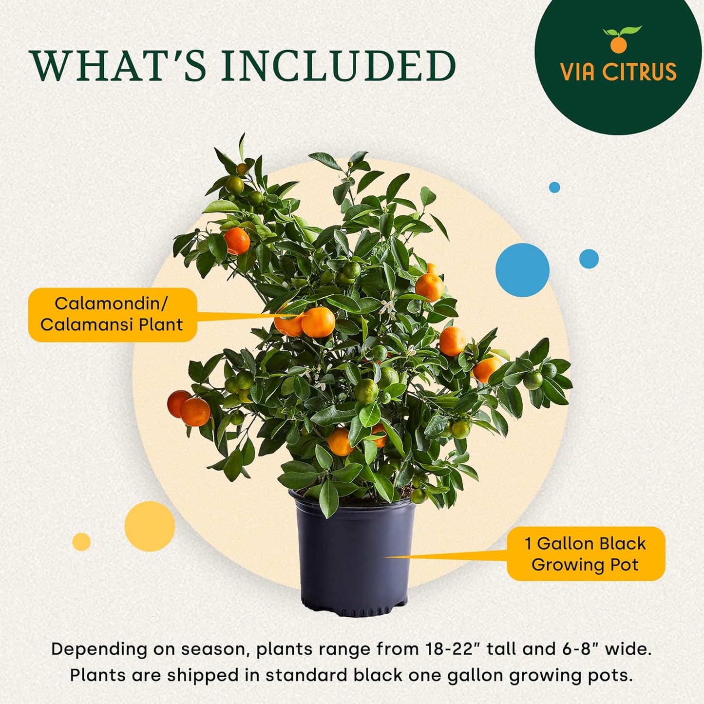 Calamondin Trees Live Plants Outdoor Plant - Dwarf Calamondin Tree Cannot Ship: CA, AZ/TX/LA – Patio Fruit Plant, Real Citrus Tree Pot, Indoor Fruit Trees Live Plants by Via Citrus