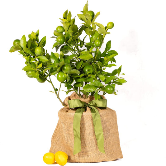 Meyer Lemon Gift Tree, Dwarf Fruit Tree with Sweet Juicy Lemons, Live Indoor and Outdoor Citrus Plant, Housewarming Gift by The Magnolia Company, No Shipping to TX, LA, AZ, AL, CA