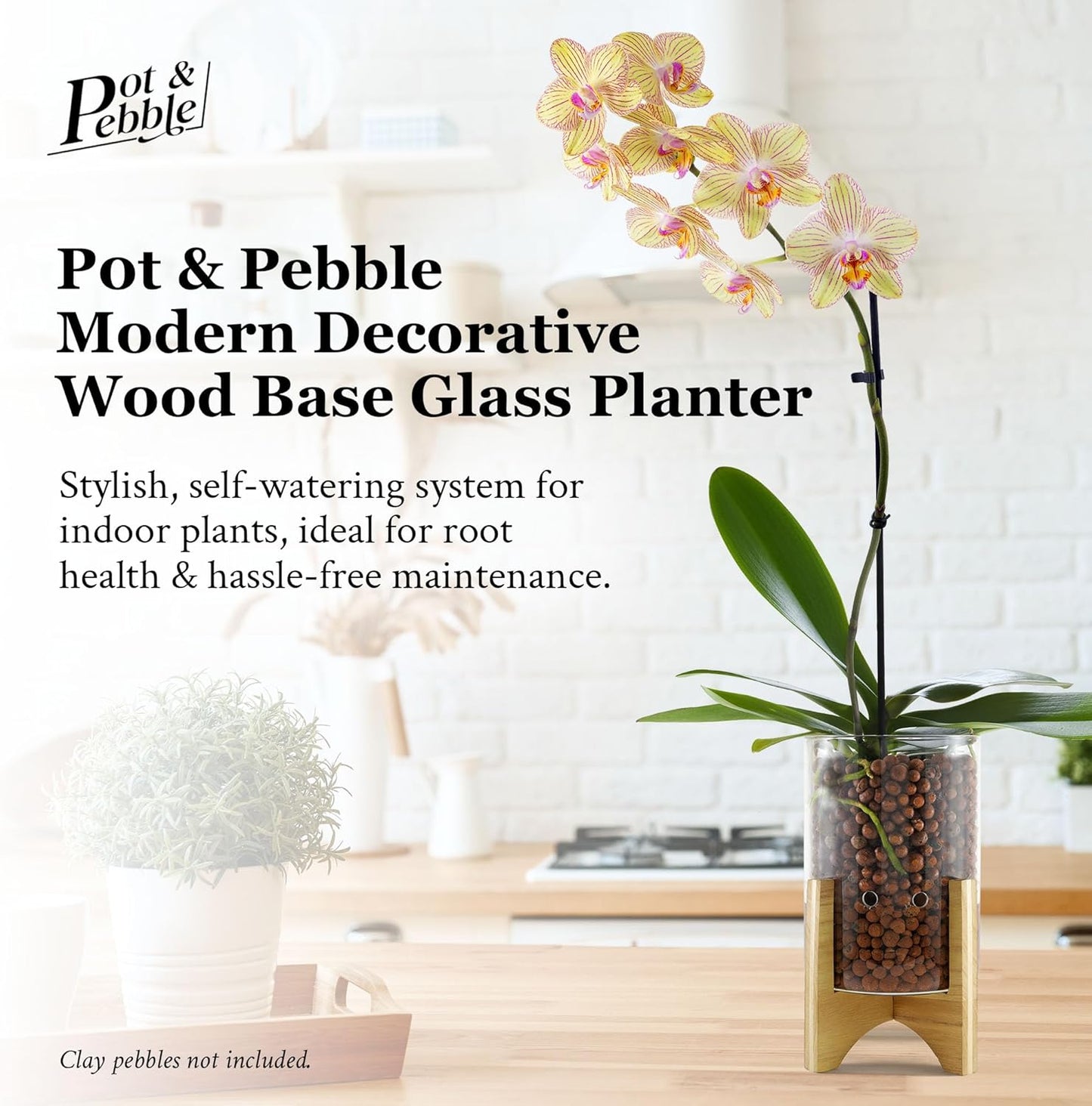 Pot & Pebble - C6 Glass Planter with Decorative Wood Base - Plant Propagation Station with Water Level Control - Plant Cutting Holder for LECA Clay Pebbles/Similar Media - Semi Hydroponic Planter