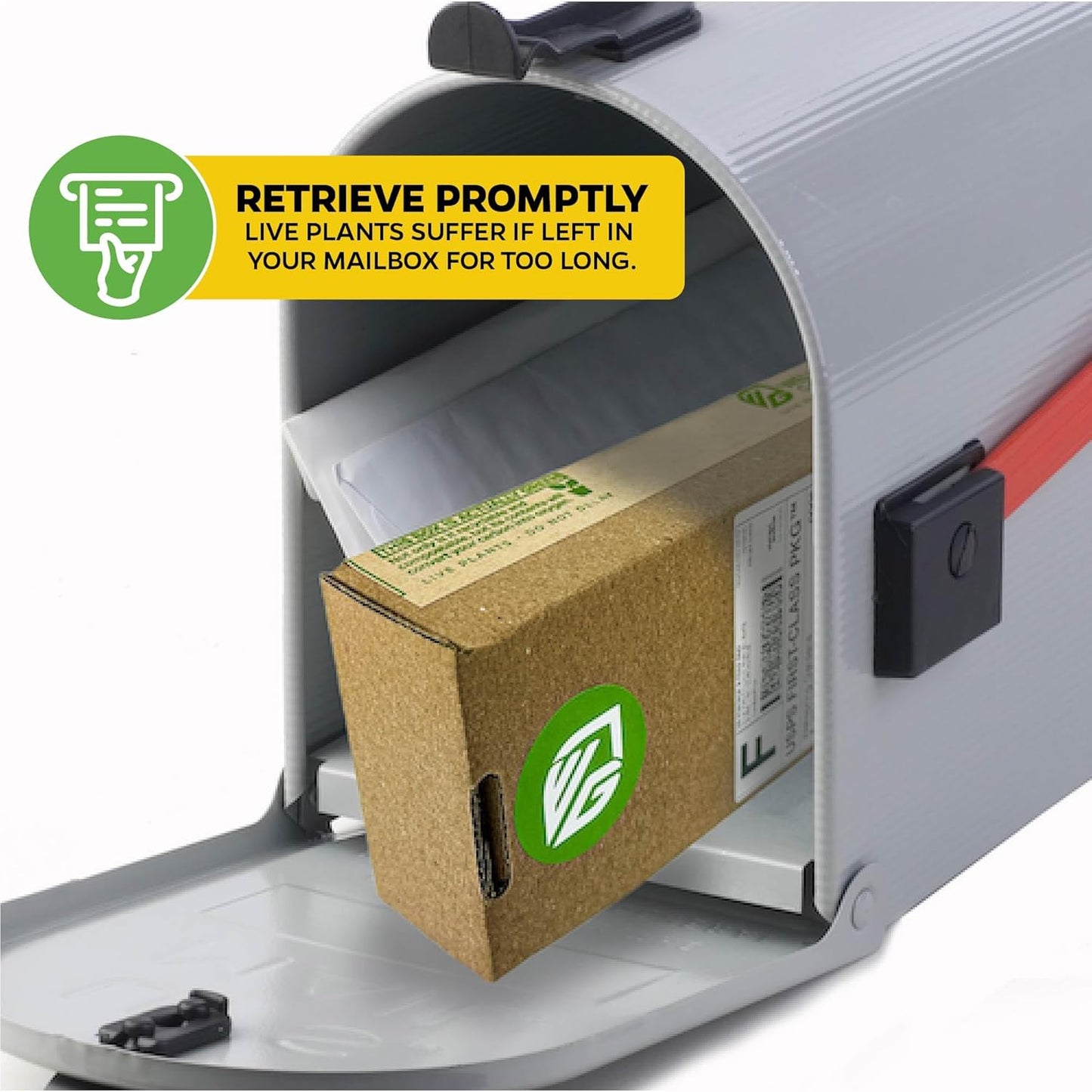 Tea Plant (Green Tea) Live Plant (3-Pack) - Camellia sinensis by Wellspring Gardens Starter Plant for Your Indoor or Outdoor Garden