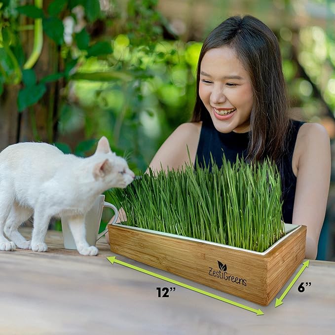 Self-Watering Cat Grass Kit. Hands Down The Easiest Way to Grow Cat Grass. Everything Included to Grow a Large Crop of Delicious Cat Grass.