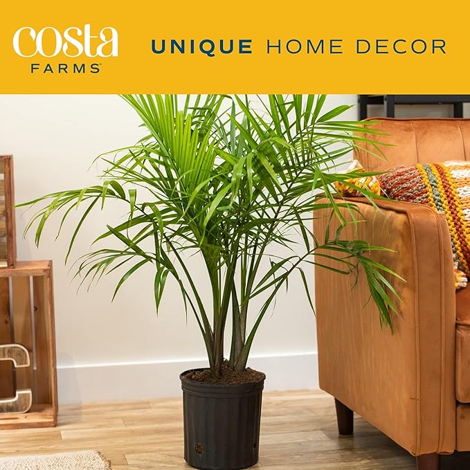 Costa Farms Majesty Palm Tree, Live Indoor Plant Potted in Grower Pot, Tropical Houseplant in Potting Soil, Patio Home Decor or Room Decor, Housewarming, 3-4 Feet Tall